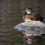 51竞彩直播:精彩赛事实时在线观看指南 a1q17d