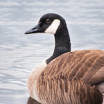 JRS足球直播:绿茵盛宴,激情赛事全程高清呈现 kexh7cl9